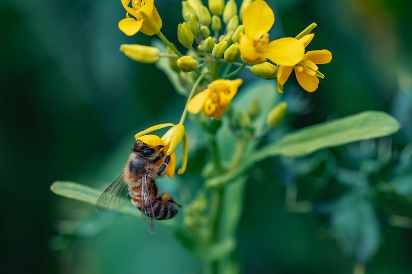 Honeybee on Blossom by Romy Zuidveld