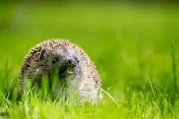 Igel im Obstgarten - 1