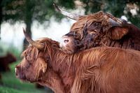 Scottish highlander bull flirting with a cow
