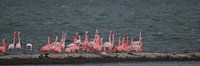 flamingo's 8