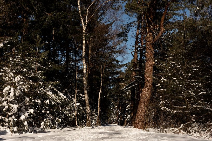 Eine niedrige Perspektive mit einer schönen Aussicht von Tamara Geluk
