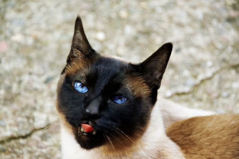 Frecher Kater von RK