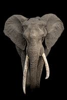 Portrait d'un grand défenseur des défenses