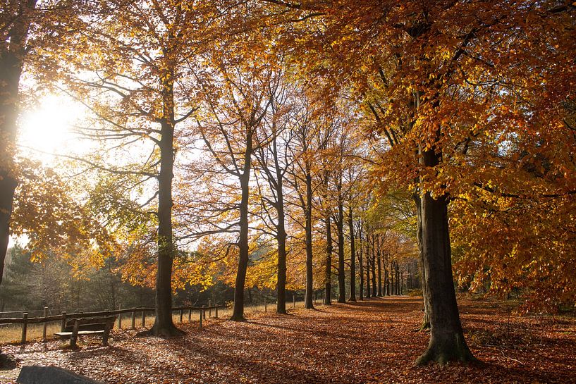 Orange forest by Renate Weekhout