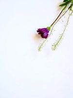 Stilleben, eine lila Blume