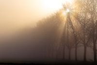 Sonne durch die Bäume an einem nebligen Morgen