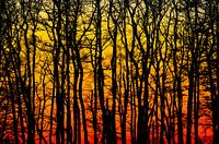 Abstrakte Einsparungen Wald Sonnenuntergang