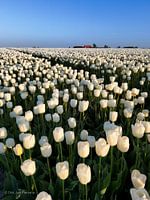 Les rayons du soleil couchant qui strient les ampoules