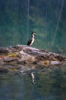 Reflections of Solitude in Eibsee Germany