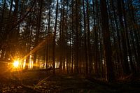 Goldene Sonnenstrahlen im Wald