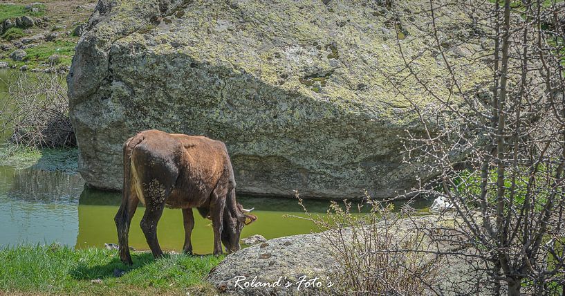 Einsame Kuh.... von Roland's Foto's