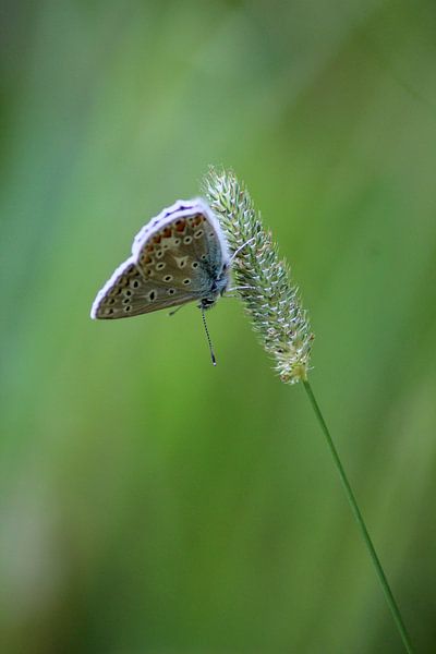 Icarus blue by Shirley Douwstra