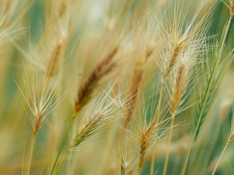 Grasses 3 by Miriam Meijer, en pleine campagne.....
