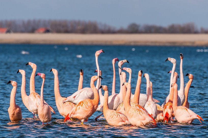 Flamingos in den Niederlanden, der Phoenicopterus roseus. von Rob Smit