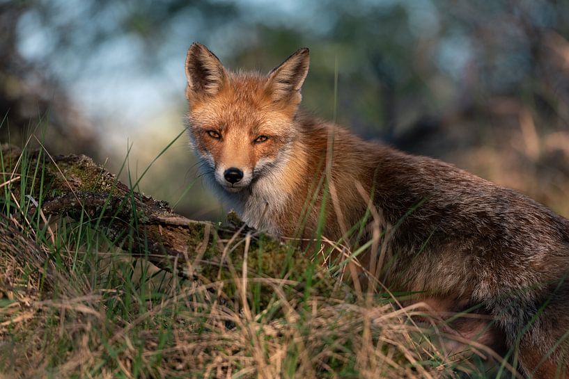 Beautiful red fox on soft background. by Jolanda Aalbers