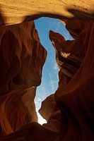 Hippocampe antilope inférieur