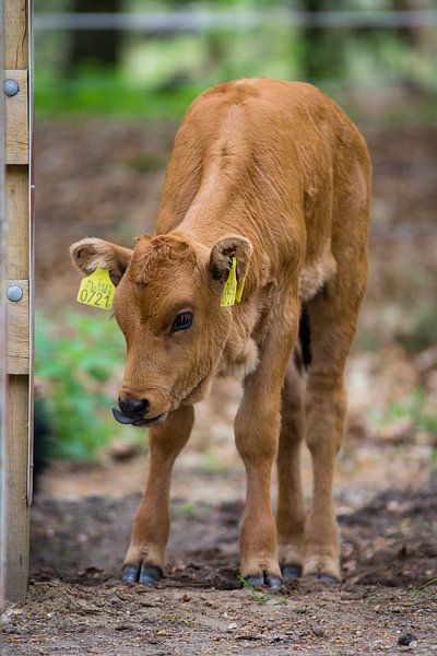 Tauros kalfje van Eveline van Beusichem
