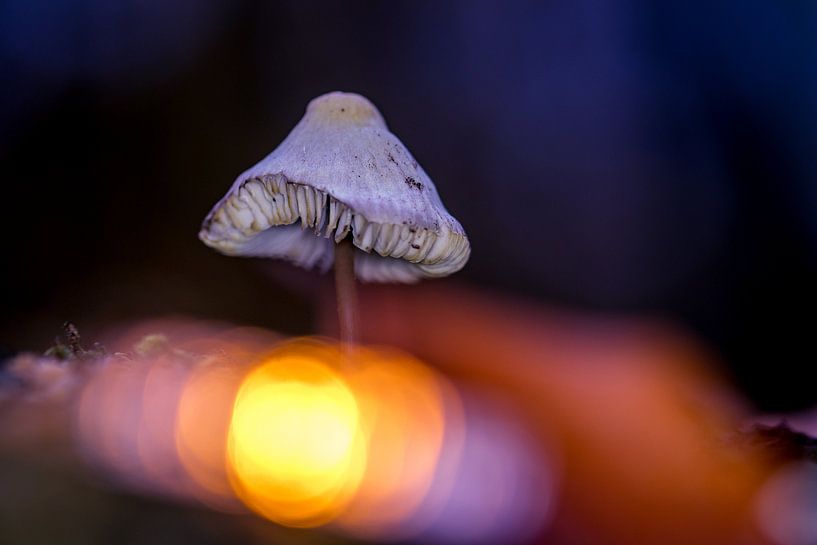 Herbst 7 von peterheinspictures