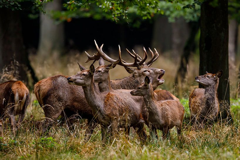 cerf en rut par Roland Brack