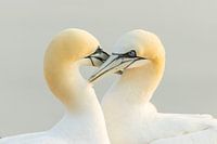 Loving greetings at Gannet