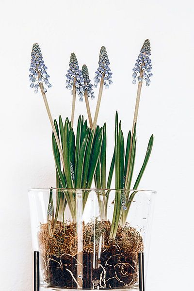 jacinthes de perles par Michael Schulz-Dostal