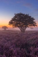 Bruyère à Hilversum le matin (allongée)