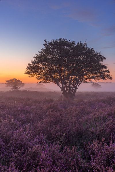 Heidekraut in Hilversum am Vormittag (länglich) von Michiel Dros