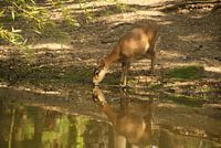 reflection when drinking