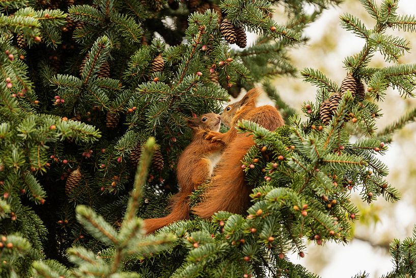 Ecureuil - L'amour fraternel par Meleah Fotografie