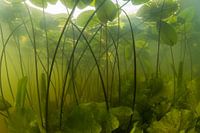 Yellow plum landscape
