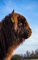 Schottisches Highlander-Kalb