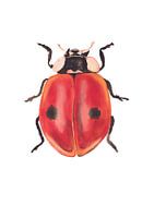 Impression d'une coccinelle, illustration spéciale d'insecte