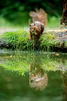 Image miroir écureuil dans l'eau