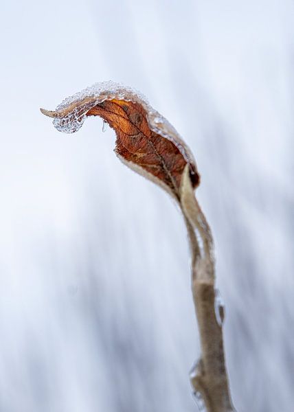 Feuille givrée par Flatfield