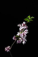 Blüte als Stillleben