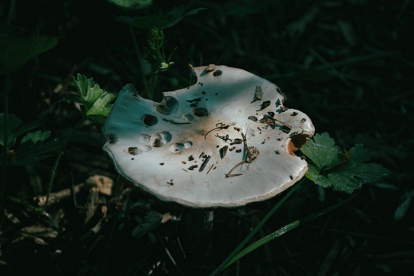 Eaten Mushroom by Patrick Mertens aka Pat Probleme