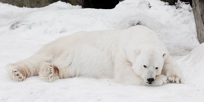 Un ours polaire blanc à la peau duveteuse et blanche comme du cristal, couché sur la neige et dorman par Michael Semenov