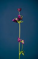 Don't Let Your Flower Hanging (blue)