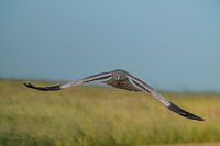 Hunting Hen Harrier male