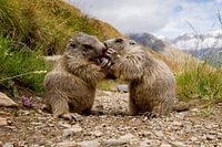 Fair share everything together