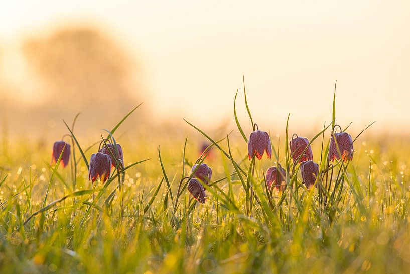La fritillaire pintade dans une prairie au lever du soleil au printemps par Sjoerd van der Wal Photographie