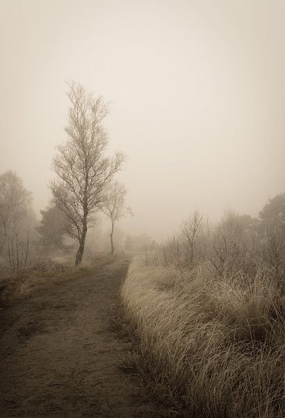 The Peel by Wendy Drent