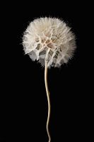Dried Dandelion