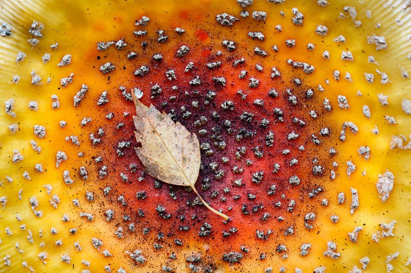 Birkenblatt auf Fliegenpilz von Marijn Heuts