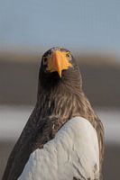 Ein Steller's Sea Eagle auf der Suche #1
