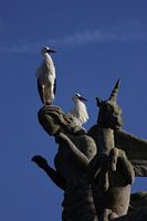 Tiere; Storch; Tiere