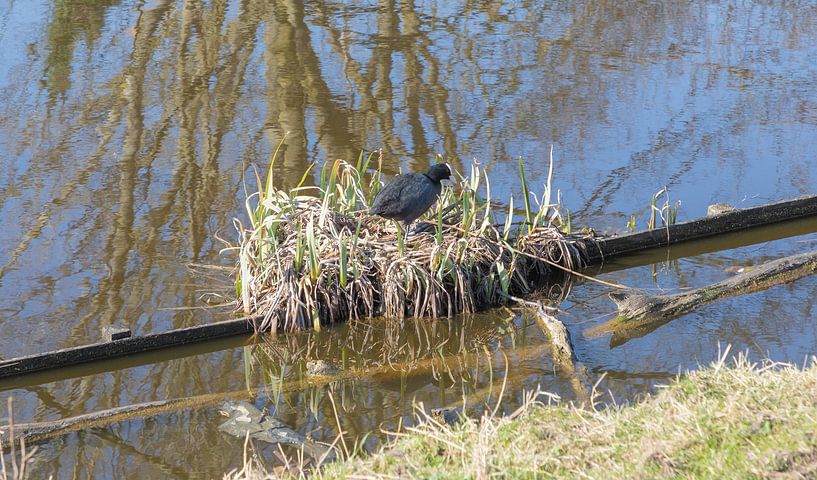 coot by Joop Kalshoven