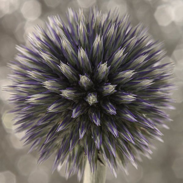 Ein Quadrat mit einer runden Kugeldistel von Marjolijn van den Berg