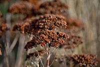 dried brown flowers in spring