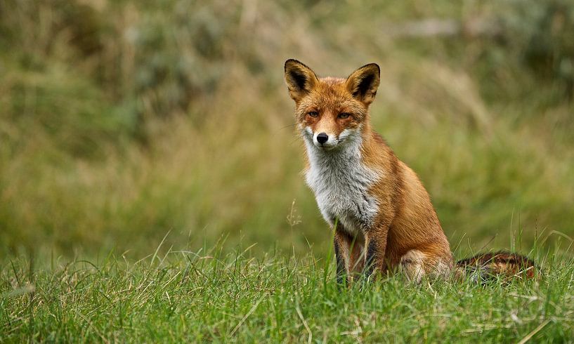 Fuchs  von Rando Kromkamp Natuurfotograaf